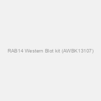 RAB14 Western Blot kit (AWBK13107)